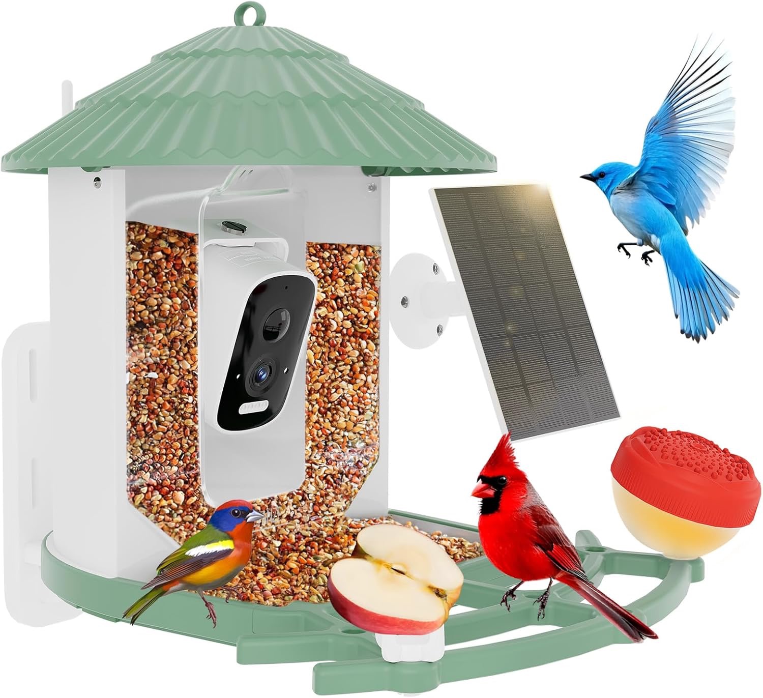 Hummingbird Birdhouse Camera • Real-Time Recognition